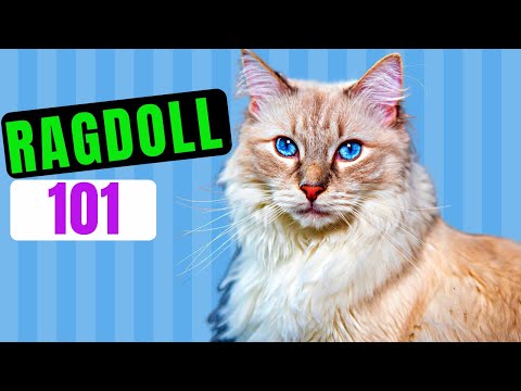 RAGDOLL CAT 101 - Fascinating History, Personality, Health & Much More - A Must Watch!