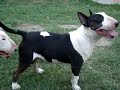 BORA DE CORAJE BULL TERRIER