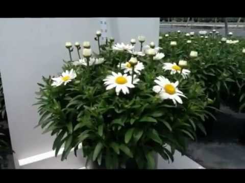 how to transplant shasta daisies