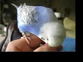 Shakey the Talking Parakeet Shakey the Talking Parakeet