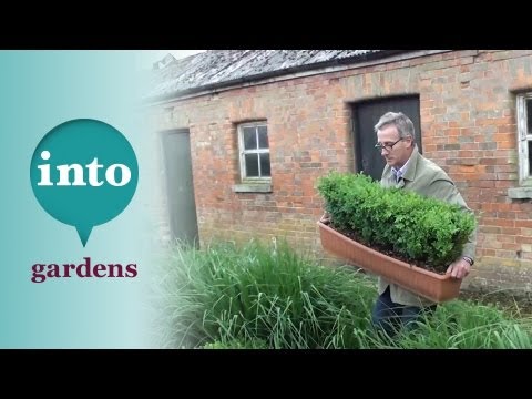 how to transplant english box hedge