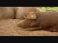 cerdo ibérico - Luis Miguel Domínguez AVatar Producciones
