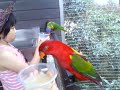 Lory Loft Lory Loft