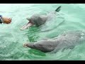 Leanne Swimming with Dolphins