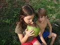 Opening Green Coconuts Opening Green Coconuts