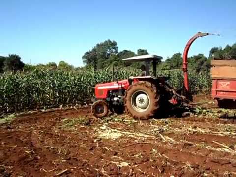 ensiladeira - Meu vizinho fazendo silagem com um MF 275 e uma ensiladeira Jumil em um dia de barro, o milho tava um pouco deitado por causa do vento que o bagunçou uns dia...