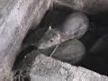 Cria��o de Pacas