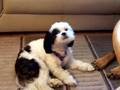 Singing Shih Tzu