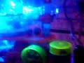 harry-in-the-gyro-ball-disco-ball.html