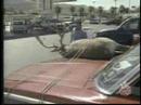 Deer Hunter