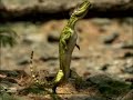 Caminando Entre Monstruos: Vida Antes de los Dinosaurios (1)