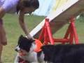 Border Collie video