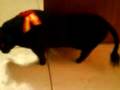 videos de mi torito pa carnavales