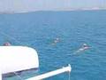 Katamaran Magic vor Formentera