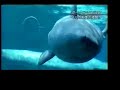 Beluga bubbles