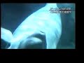 Beluga bubbles Beluga bubbles