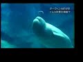 Beluga bubbles
