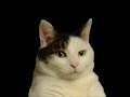 cat,im a kitty cat song ( r.i.p scraggs )