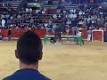 COGIDA TORO RATON  [Valencia]