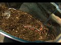 How to Care for Centipedes : How to Care for Centipedes