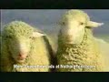 Budweiser Commerical - Lamb Streaker