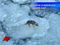 Dog found 75 miles out to sea on floating ice