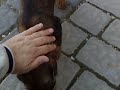 Linka - jamnik szorstkowłosy