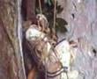 Igorot cave burial, Philippines