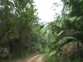 Mountain tracks in Gabon! Mountain tracks in Gabon!