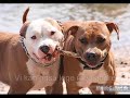 film om hunde