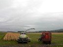 maize silage