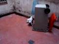 Pelea de Perros :)