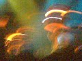 los lokos de gandia concierto maldita nerea   abrí los ojos 
