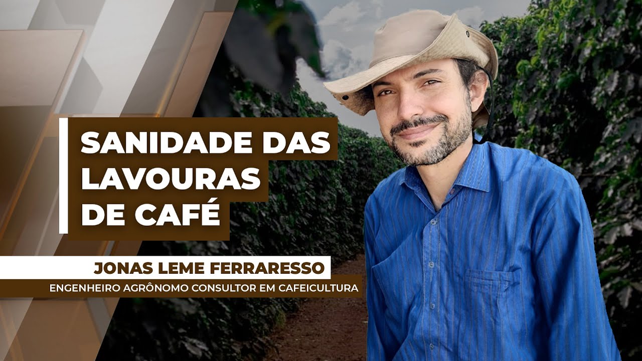 Lavouras de café se recuperam depois do longo período de estiagem, mas produção ainda será baixa...