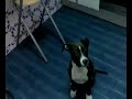 adiestramiento de perros draco dos meses