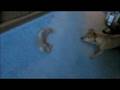 videos de Dog vs Dog