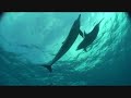 Freediving with Dolphins