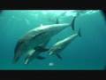 Freediving with Dolphins
