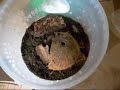 Lasiodora parahybana L 10 Lasiodora parahybana L 10