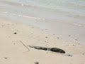 beautiful sea shore?Amami-oshina ????????