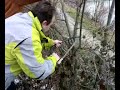 Cutting the tree
