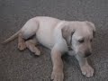 Rusty - the yellow lab puppy (8 weeks old)