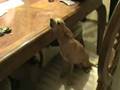 videos de TAMBIEN DE DOLOR SE CANTA.WMV
