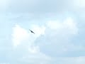 Lapwing chases Crow Lapwing chases Crow