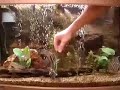 Hand Feeding the Fishies Blood Worms