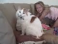 Talking Cat