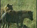Call of the Wild - Hyenas Call of the Wild - Hyenas