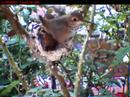 Hummingbird Chick Flies Hummingbird Chick Flies