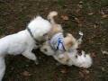 videos de Tuffy and friends