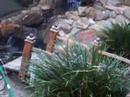 martymcflie pond martymcflie pond